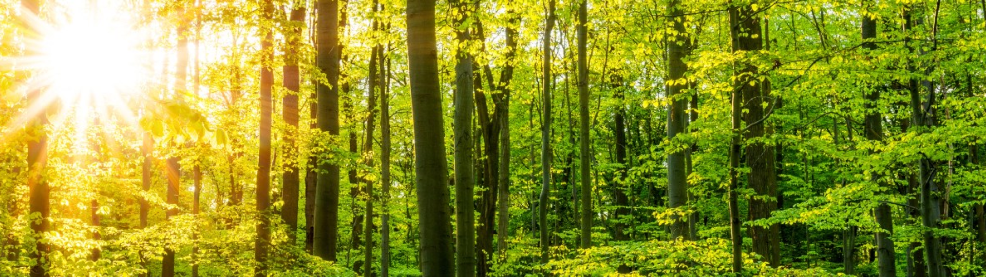 Forêt