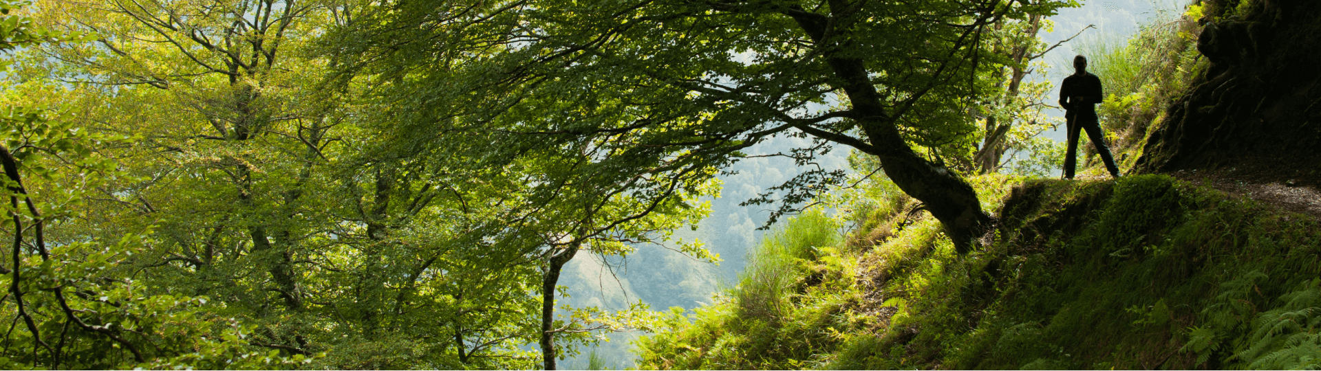 Arbres