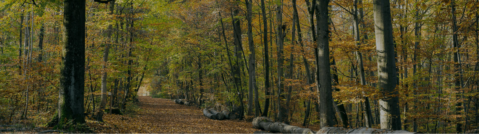 Foret