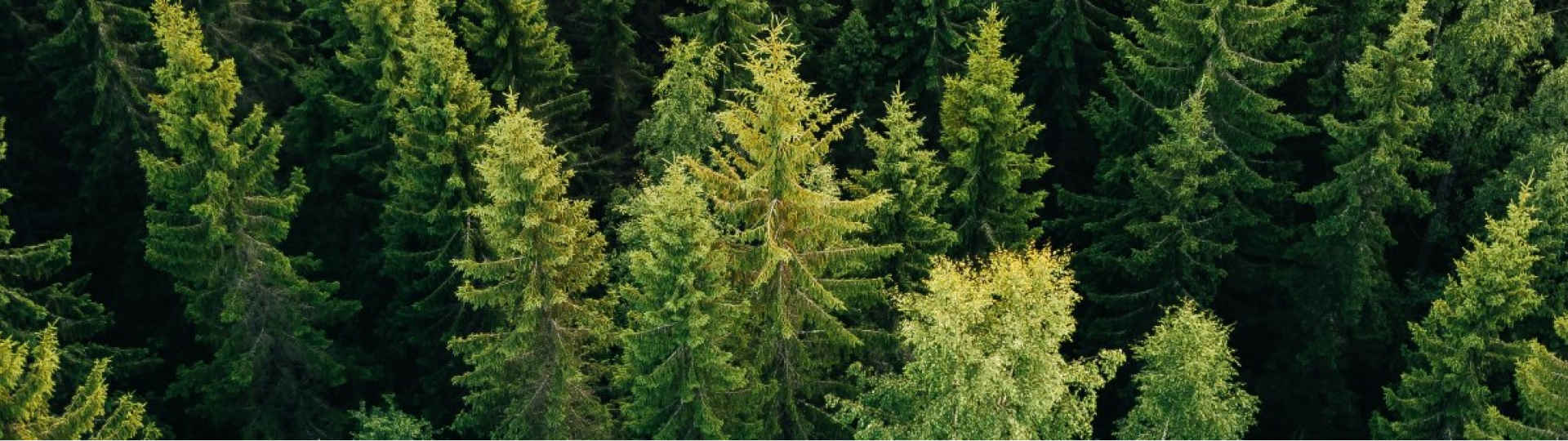 Forêt