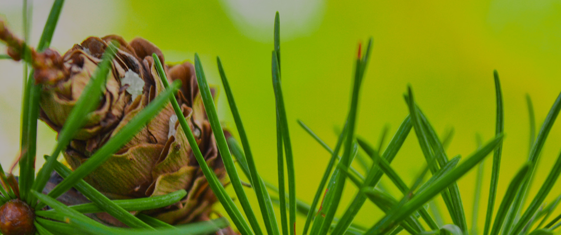 ENVIROFORESTERIE