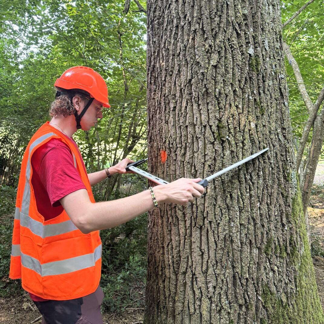 Homme à côté d'un arbre
