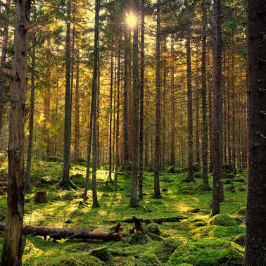Foret