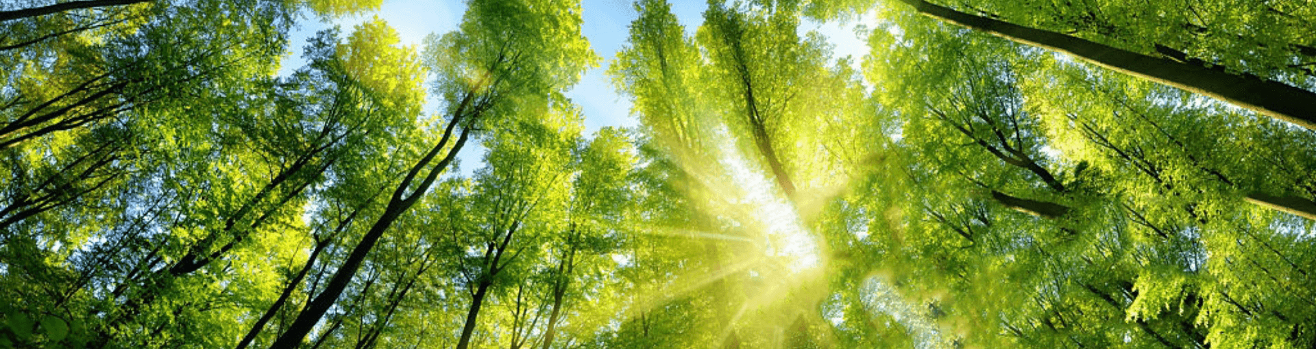 Forêt