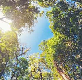 Arbres et ciel bleu